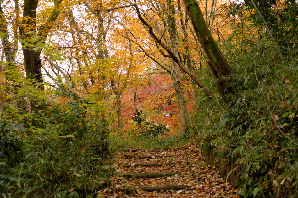 雑木林の中の紅葉０７