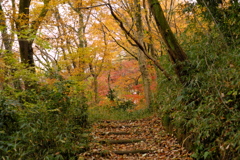 雑木林の中の紅葉０７