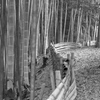 竹やぶ
