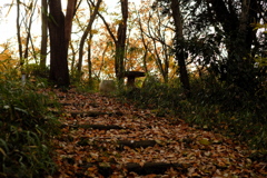 雑木林の中の紅葉０８