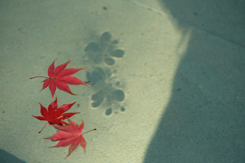 紅葉05