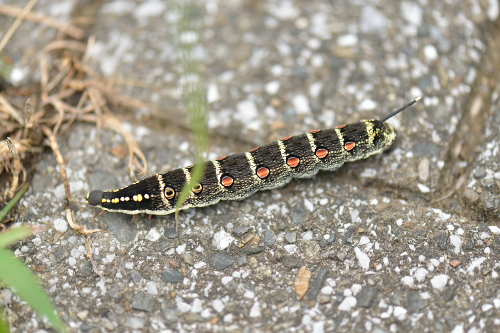 140817ウォーキング 大栗川