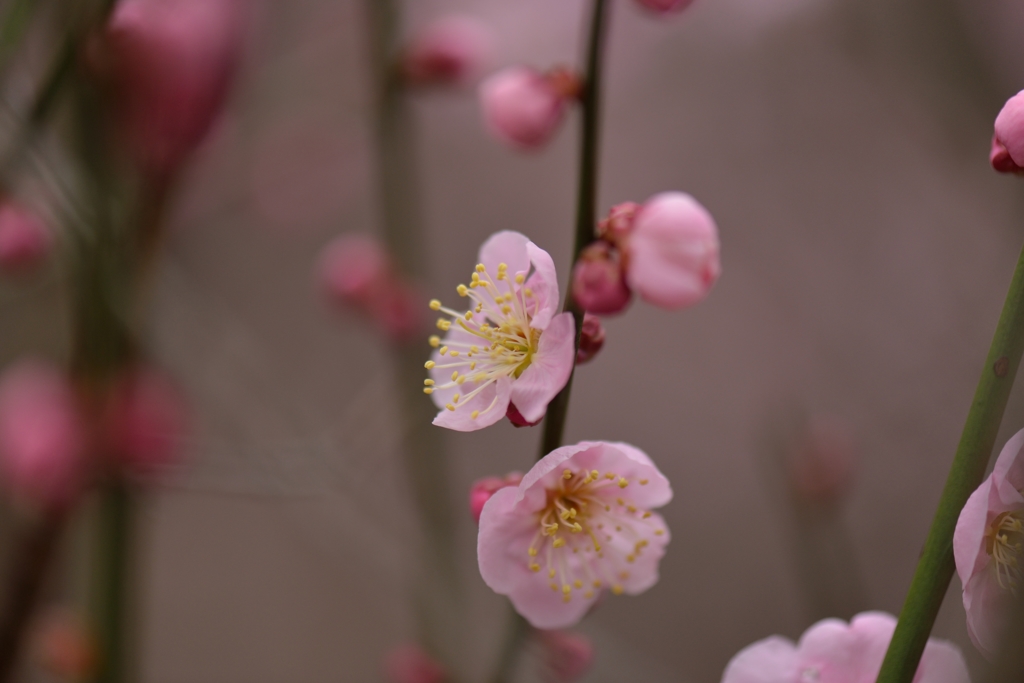 原峰公園の梅 その０１