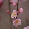 原峰公園の梅 その０１