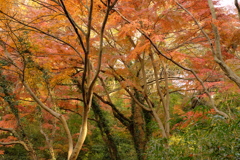 雑木林の中の紅葉０６