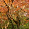 雑木林の中の紅葉０６