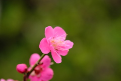 百草園にて。その６