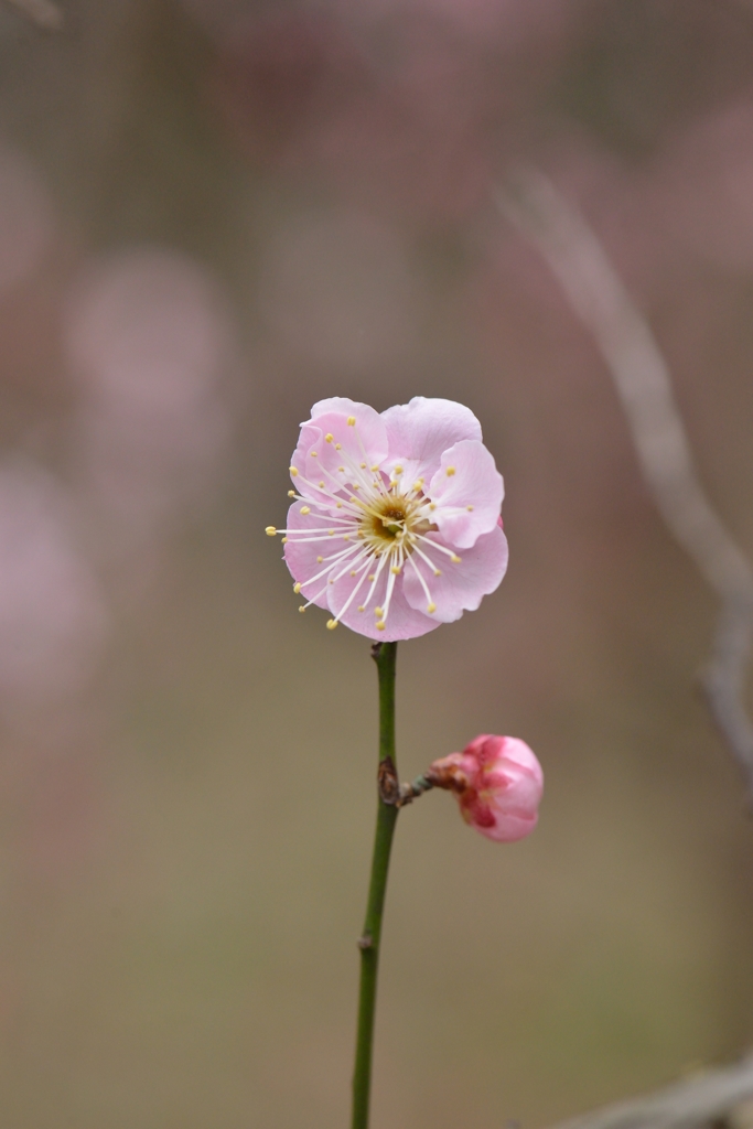 原峰公園の梅 その１０
