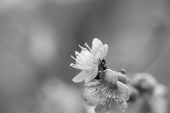 百草園にて。その２