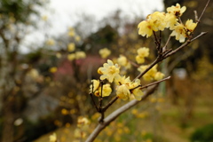 百草園にて。。。。。