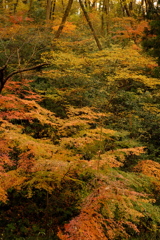 雑木林の中の紅葉０２