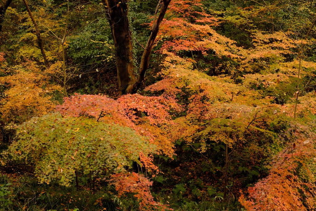 雑木林の中の紅葉０１