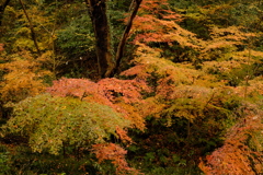 雑木林の中の紅葉０１