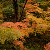 雑木林の中の紅葉０１
