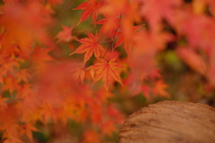 雑木林の中の紅葉１２