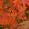雑木林の中の紅葉１２