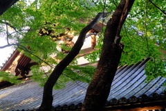 高幡不動尊にて。その２