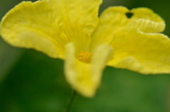 花１