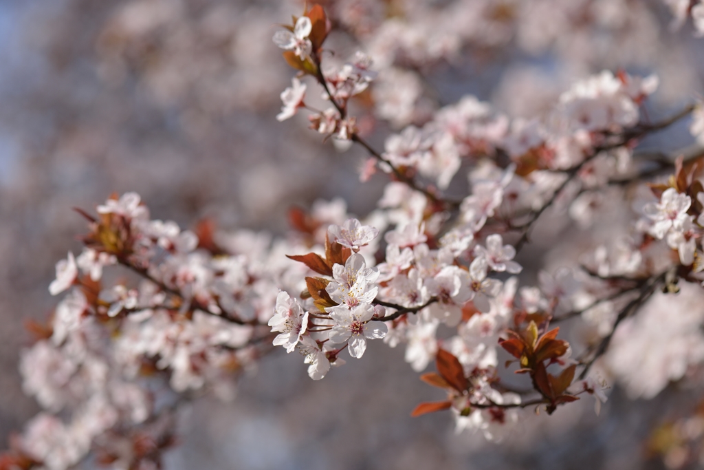 150329聖蹟桜ケ丘ウォーキングにて。その８