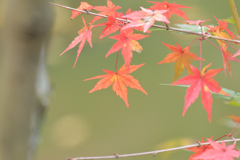 紅葉には、ちと早かった！その３