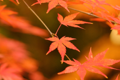 紅葉