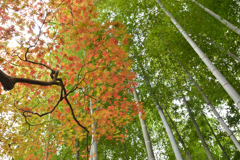 紅葉には、ちと早かった！その４