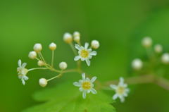 花３