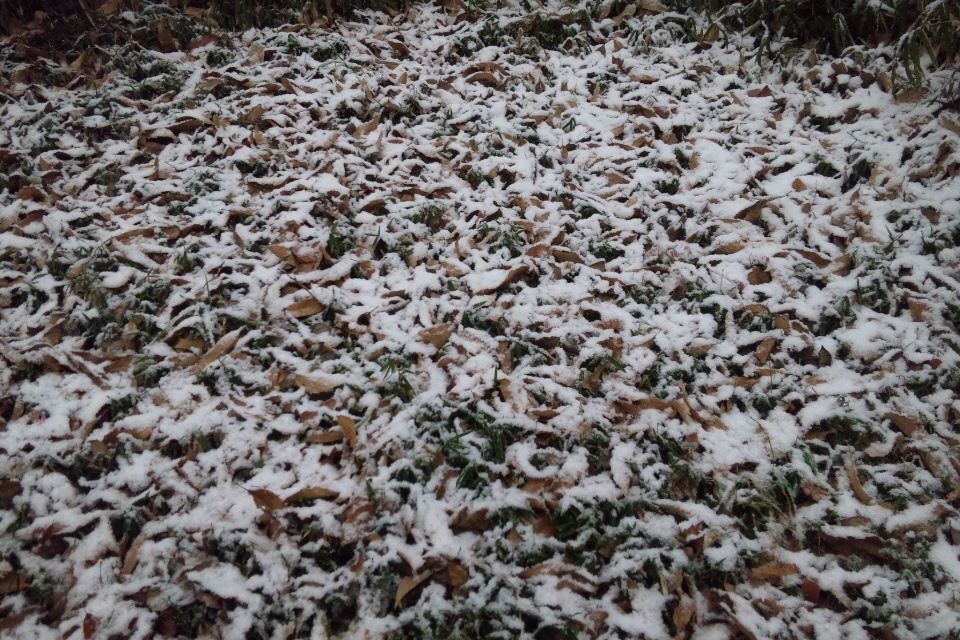 1月30日の出勤中。今日は朝から雪です。その２