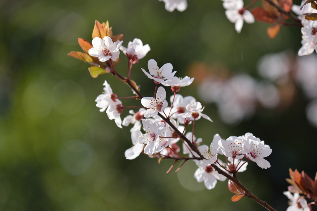 150329聖蹟桜ケ丘ウォーキングにて。その７