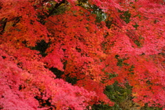 雑木林の中の紅葉１５