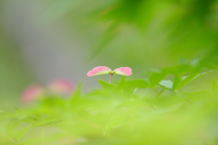 翼果(よくか)