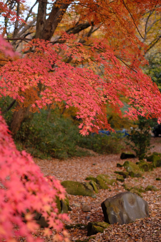 雑木林の中の紅葉１６