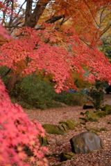 雑木林の中の紅葉１６