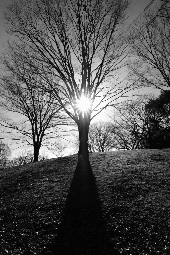 sunlight