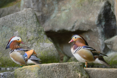 mandarin duck