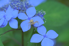 spider