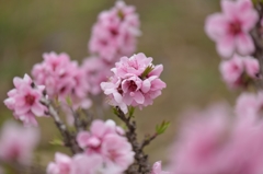 150329聖蹟桜ケ丘ウォーキングにて。その１５