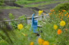 140907ウォーキング 大栗川_02