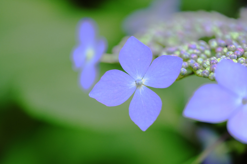 hydrangea