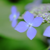 hydrangea