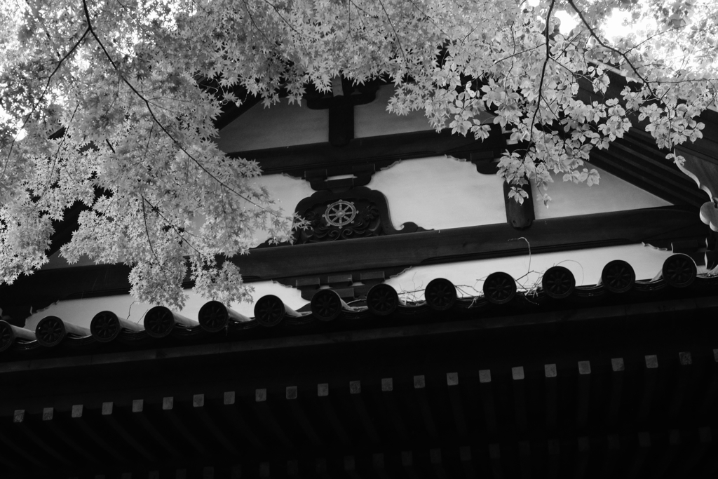 高幡不動尊にて＿５