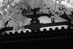 高幡不動尊にて＿５