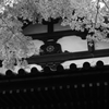 高幡不動尊にて＿５