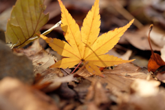 紅葉07