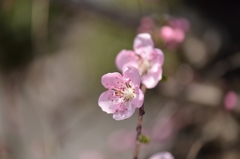 150329聖蹟桜ケ丘ウォーキングにて。その２