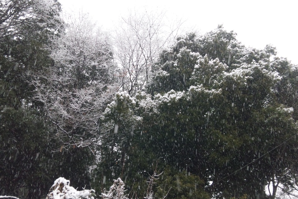 1月30日の出勤中。今日は朝から雪です。その４