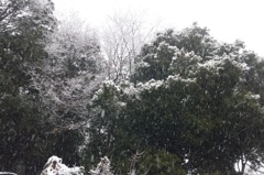 1月30日の出勤中。今日は朝から雪です。その４