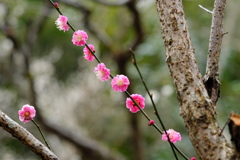 百草園にて。その２