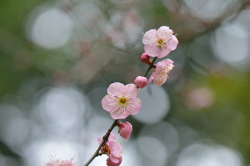 原峰公園の梅 その０８