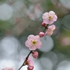 原峰公園の梅 その０８